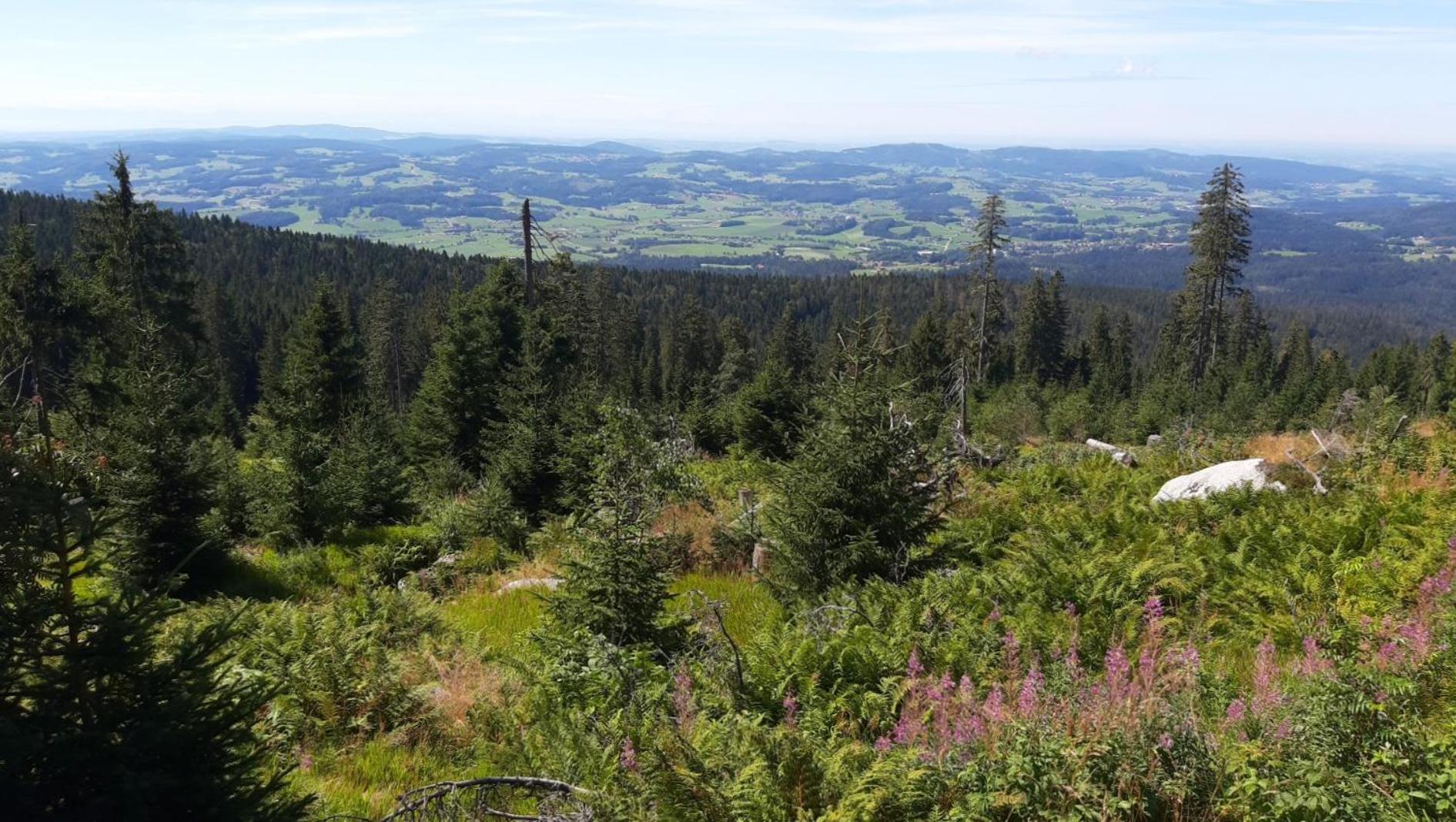 Am Goldberg 3* Sankt Oswald-Riedlhuette